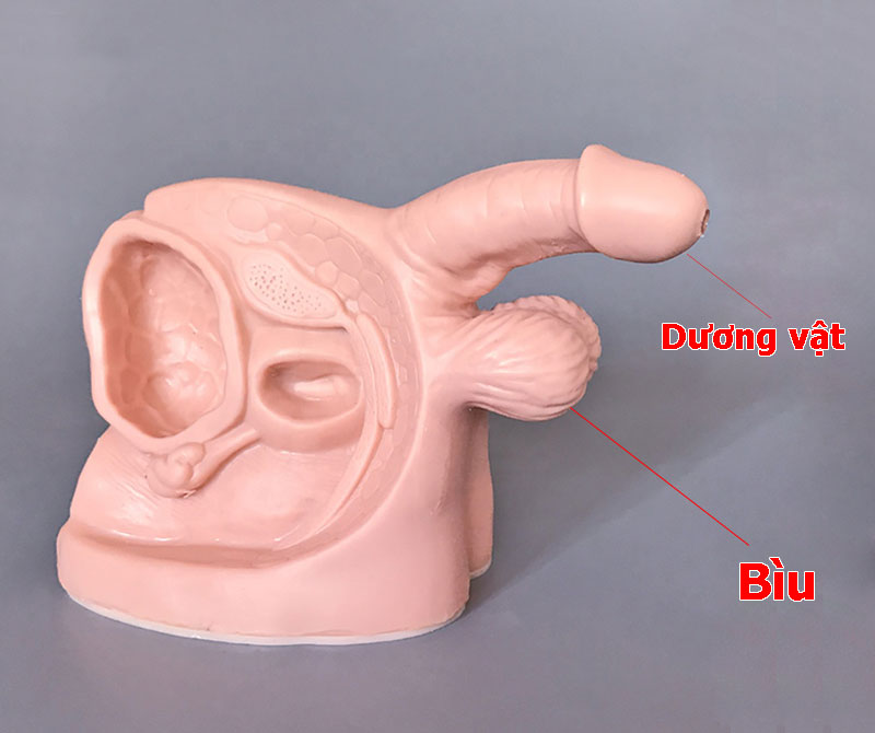 Cấu tạo bộ phận sinh dục bên ngoài