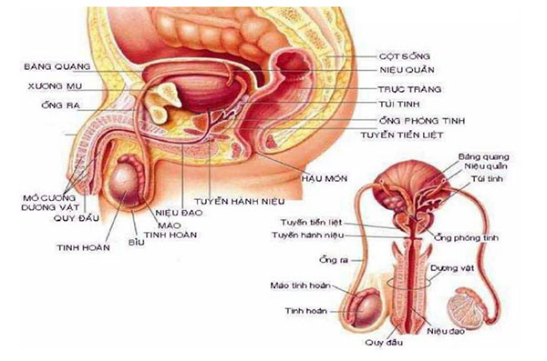 Cấu tạo bộ phận sinh dục bên trong