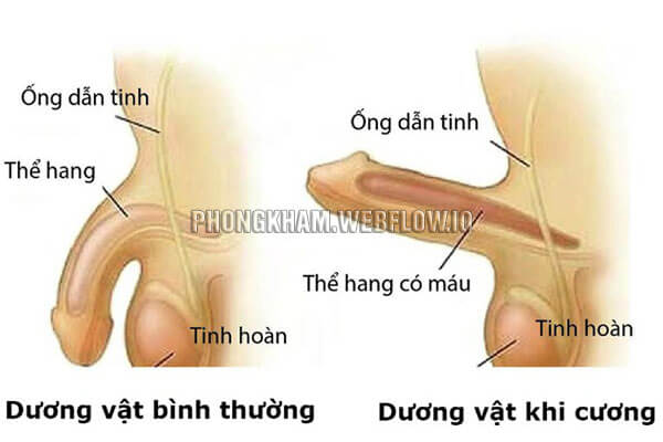 Hình ảnh cậu nhỏ khi cương