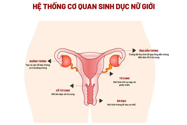 Hệ thống cơ quan sinh dục nữ bên trong