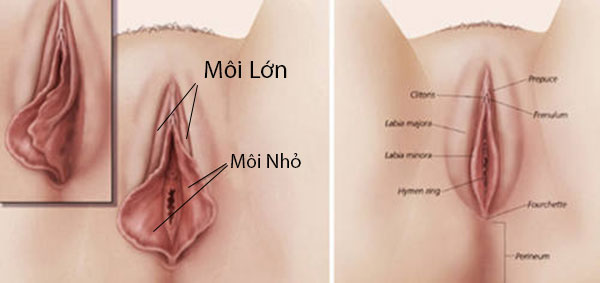 Môi lớn - Môi Bé 