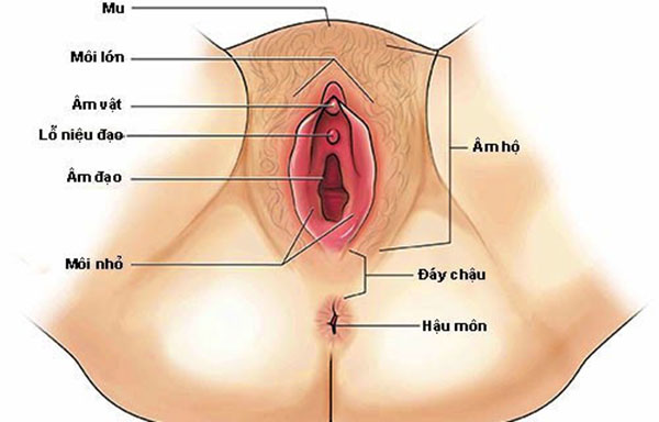Cấu tạo bộ phận sinh dục nữ bên ngoài bao gồm