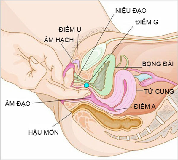 Cách nhận biết điểm G chuẩn nhất