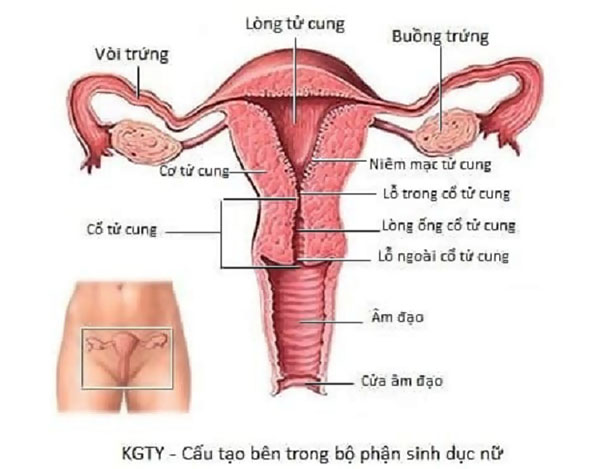 Cấu tạo bộ phận sinh dục nữ bên trong