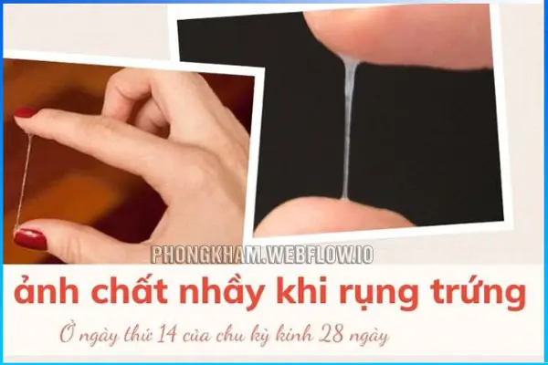 Vì sao chất nhầy tử cung xuất hiện khi trứng rụng?