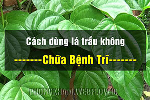 Chữa bệnh trĩ bằng lá trầu không tại nhà Bs Thành giải Đáp