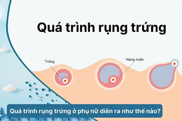 Tìm hiểu về quá trình rụng trứng ở nữ giới