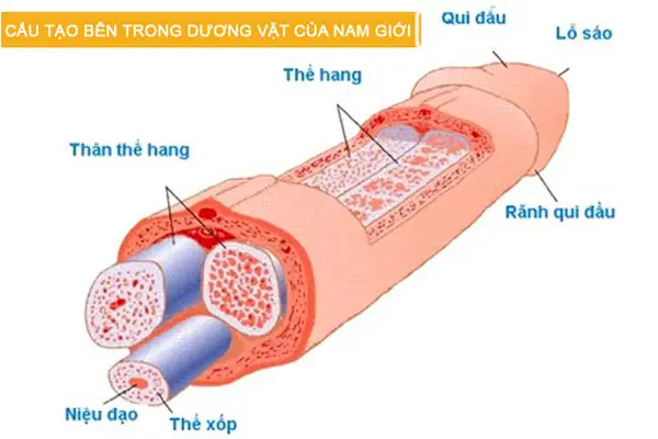 Cấu tạo bên trong dương vật của nam giới