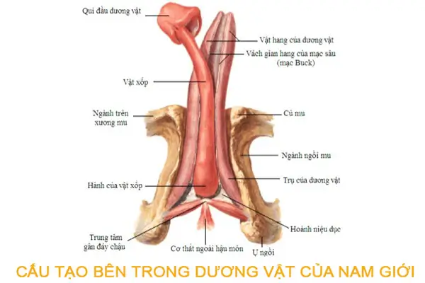 Tìm hiểu chung về cấu tạo của dương vật nam giới