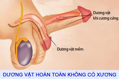 Dương vật có xương không? Hình ảnh cấu tạo dương vật chi tiết nhất