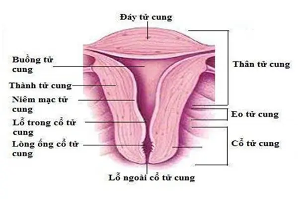 Hình ảnh cấu tạo cổ tử cung
