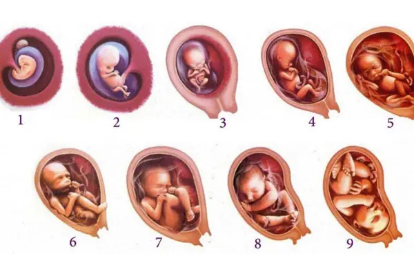 Bụng bầu tháng thứ 8: thai nhi lúc này phát triển to ra khoảng 45,7cm