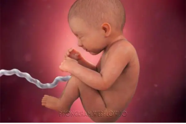 Hình ảnh quá trình mang thai tuần thai thứ 33
