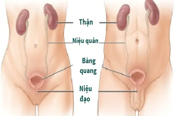 Khám viêm đường tiết niệu như thế nào?