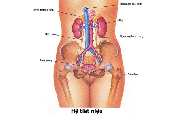 Khám viêm đường tiết niệu ở đâu an toàn, uy tín? - Phòng khám đa khoa Hưng Thịnh