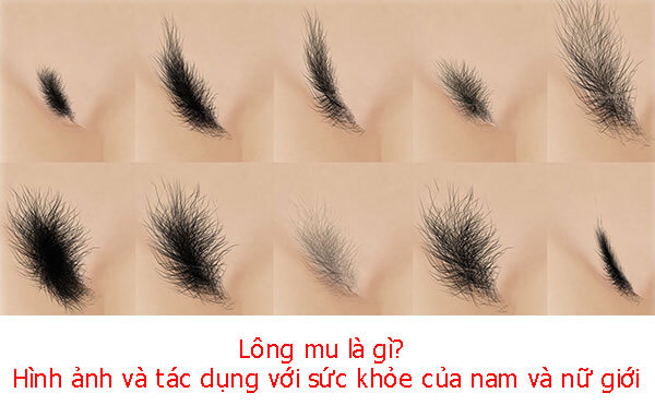 Lông mu là gì? Hình ảnh và tác dụng với sức khỏe của nam và nữ giới