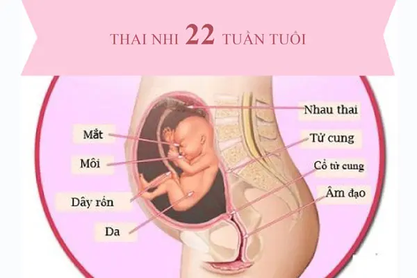 Khám dị tật thai nhi ở tuần thứ 18 - 23 trong thai kỳ
