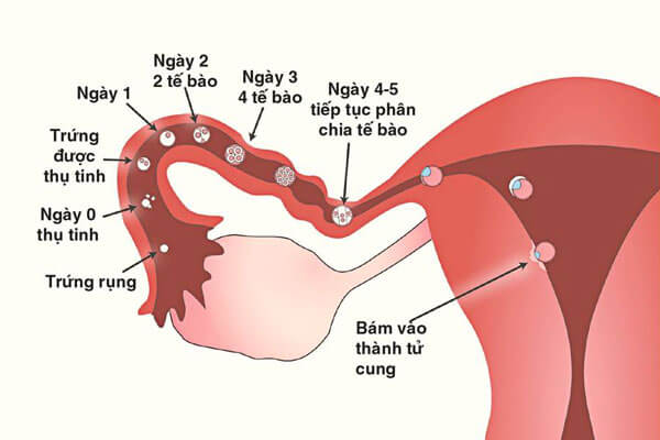 Quá trình thụ thai chính thức