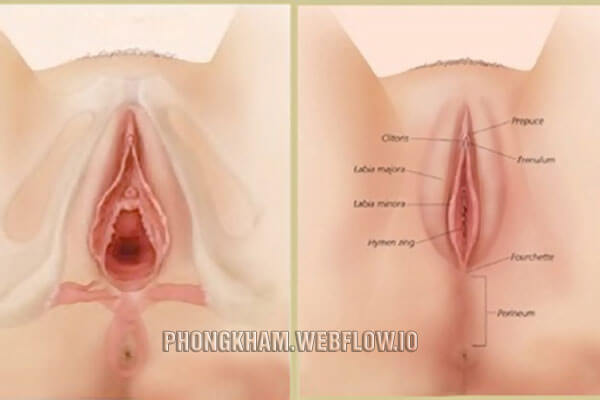 Thu nhỏ vùng kín hiệu quả và an toàn với phương pháp hiện đại