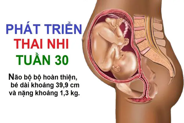 Thai 30 tuần cân nặng trung bình là 1,4kg