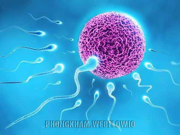 Tinh trùng sống được bao lâu trong tử cung?