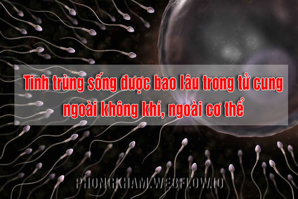 Tinh trùng sống được bao lâu trong tử cung cơ thể phụ nữ?