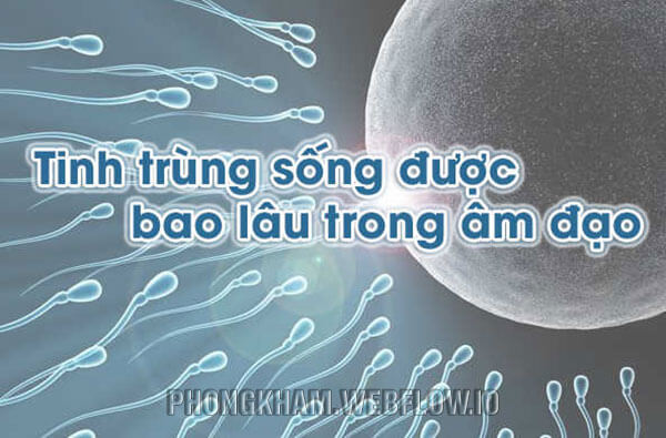 Tinh trùng sống được bao lâu trong âm đạo?
