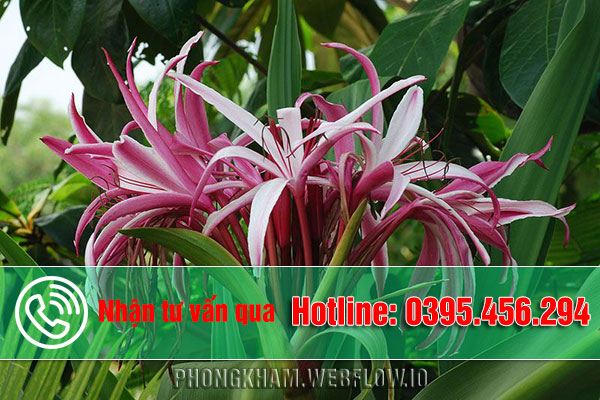 Đôi nét về cây trinh nữ hoàng cung