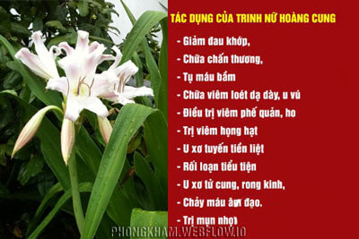Trinh nữ hoàng cung trị bệnh gì, tác dụng gì?