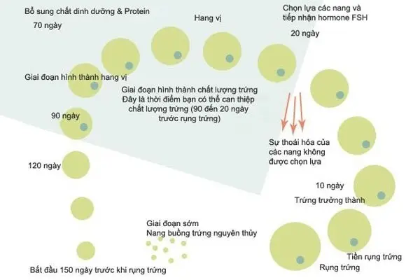 Một chu kỳ kinh nguyệt bao gồm những giai đoạn nào?