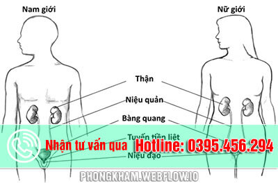 14 nguyên nhân vừa đi tiểu xong lại có cảm giác buồn tiểu ở nữ, nam giới thường gặp