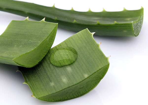 Nha đam điều trị bệnh trĩ tại nhà