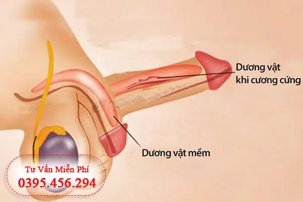 Cơ chế cương cứng của dương vật