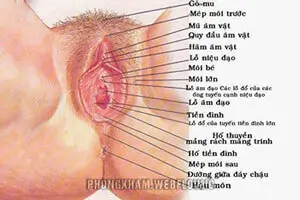 [Hình Ảnh] Cấu tạo bộ phận sinh dục nữ 3D đẹp cách tìm điểm G chuẩn nhất