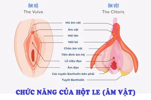 Chức năng của hột le (âm vật)