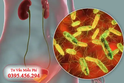 Bị đau tức, buốt dương do nhiễm trùng tiết niệu