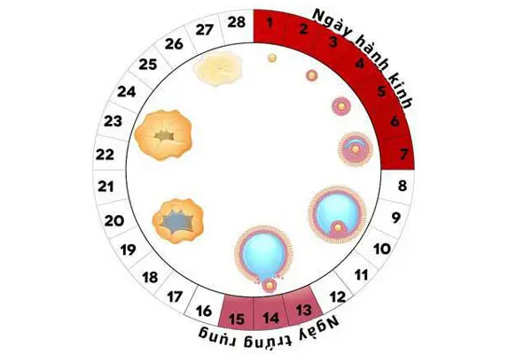 Giải đáp: Trứng rụng sống được bao lâu trong tử cung?