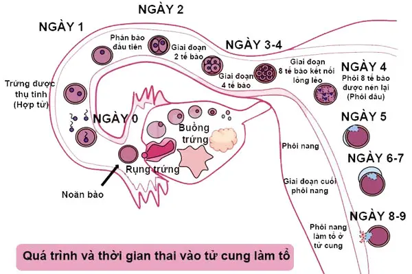 Thời gian thai nhi di chuyển vào tử cung