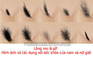 Lông mu là gì? Hình ảnh, tác dụng với sức khỏe của nam nữ giới
