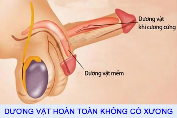 Bác sĩ giải đáp: Dương vật có xương không?