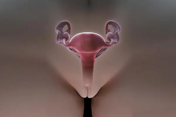 Hình Ảnh Cấu tạo bộ phận sinh dục nữ 3D mặt trước