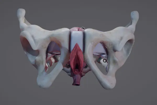 Hình Ảnh Cấu tạo bộ phận sinh dục nữ 3D
