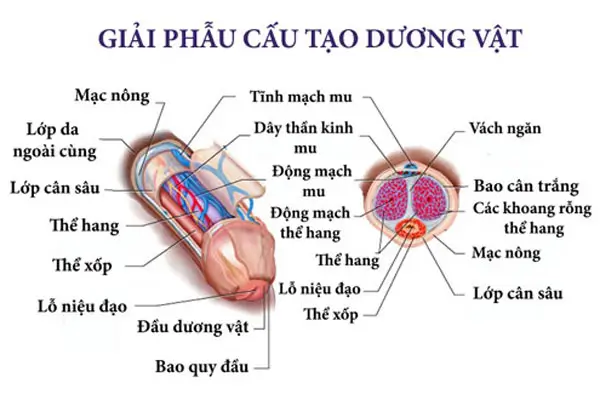 Hình ảnh Cấu tạo bên ngoài của dương vật nam giới