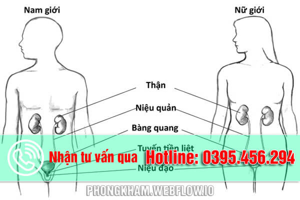 Nguyên nhân vừa đi tiểu xong lại buồn tiểu