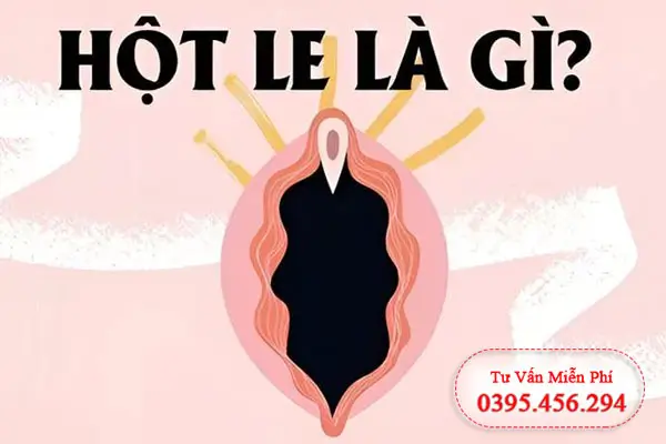 Hột le là gì và vị trí nằm ở đâu?