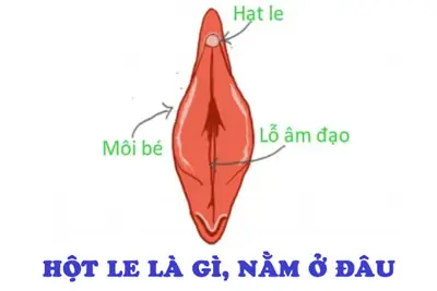 Hột le là gì, nằm ở đâu? Cấu tạo, vị trí, chức năng ở nữ giới