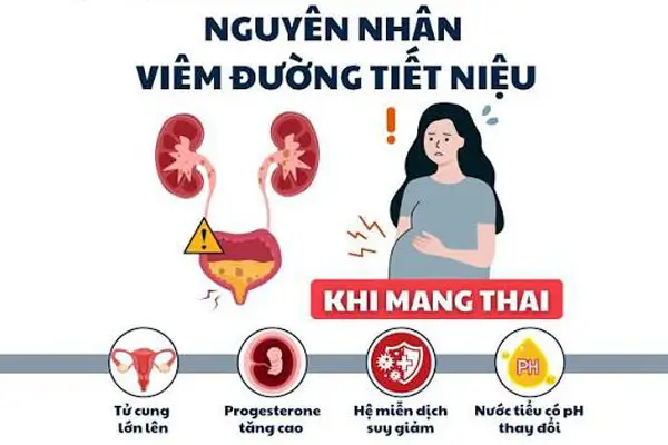 Nguyên nhân viêm đường tiết niệu khi mang thai