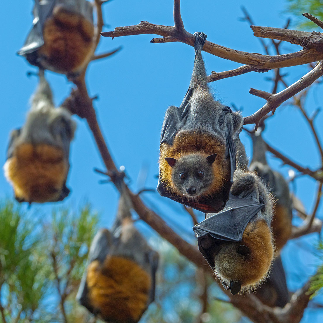 A bat hanging upside down from a tree.