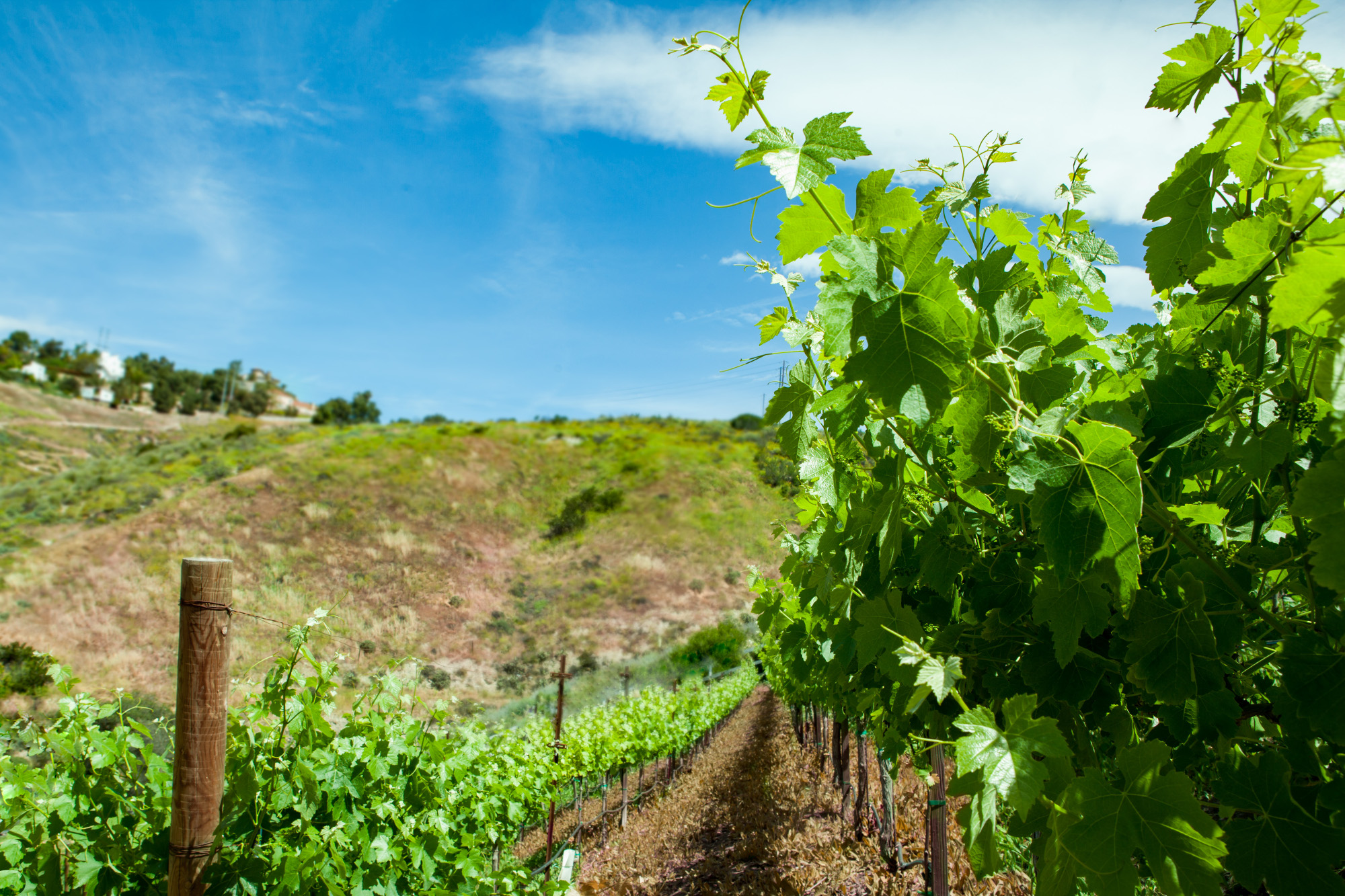 Award-Winning Ventura County Winery