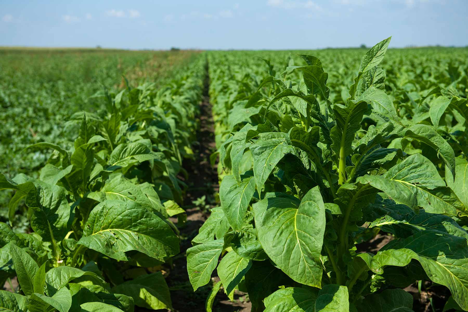 tobacco festival lake city sc Visit Lake City, SC
